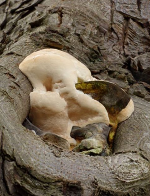 On a pruning wound 3m up a mature horse chestnut in Runnymede, Surrey